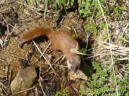 Japanese Weasel Seltene Tiere Tiere