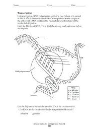 This quiz is based on the process of transcription rna synthesis. Transcription And Translation Coloring Worksheet Answer Key