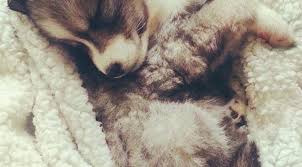 Tetapi jika kita mengalami mimpi tentang anjing dapat melambangkan tentang sesuatu, agar lebih jelasnya mari kita simak beberapa arti mimpi yang jika kamu mengalami mimpi di gigit anjing pada bagian leher itu pertanda yang tidak baik. Cari Tahu Mimpi Anjing Saat Tertidur Global Liputan6 Com