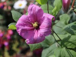For beautiful colors, extravagance of blooms. Clematis Comtesse De Bouchaud Clematis Comtesse De Bouchaud Baumschule Horstmann
