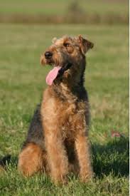 Our puppies are listed for. Airedale Terrier Breed Information Pictures Bingley Terrier Waterside Terrier