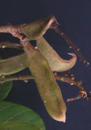 Image result for Lonchocarpus sericeus