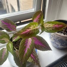 Image result for Coleus cylindraceus