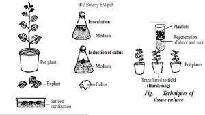 Maybe you would like to learn more about one of these? Concept Of Plant Tissue Culture