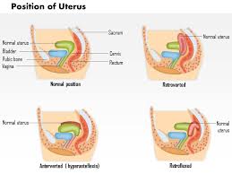 Image result for cervix position