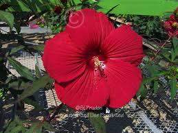 Hardy hibiscus 'fireball', swamp rose mallow 'fireball', hibiscus 'fireball', perennial plant calculator. Photo Of The Bloom Of Hardy Hibiscus Hibiscus Moscheutos Fireball Posted By Daylilyslp Garden Org
