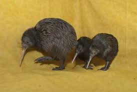 pin on animals aren t they adorable majestic terrific