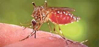 The tiger mosquito is known to have arrived in switzerland in aeroplane cargo holds and shipping containers. Schwangere Sollten Nicht Nach Brasilien Reisen