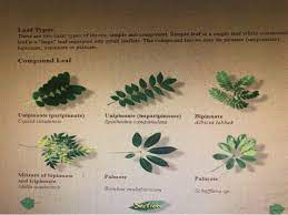 The leaf is lateral, generally flattened structure borne on the stem. Solved Leaf Types There Are Two Basic Types Of Leaves Si Chegg Com