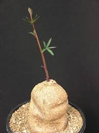 Image result for Ipomoea mauritiana