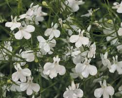 We did not find results for: Laguna White Lobelia Erinus Proven Winners