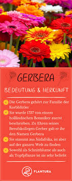 Gerbera Im Topf Im Garten Als Schnittblume Plantura Schnittblumen Gerbera Pflanzen