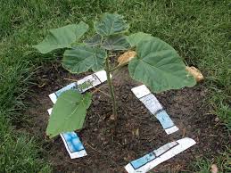 I bought a few to see this tree in action.its does grow pretty fast. 33 Paulownia Tomentosa Ideas Plants Tree Garden