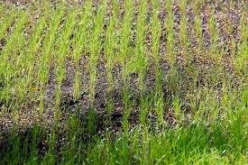 Check spelling or type a new query. How Long Does It Take For Grass Seed To Germinate Home For The Harvest