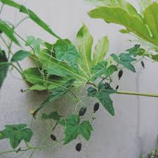 Image result for Zehneria scabra