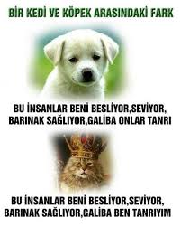 Hahaha Komik Alintilar Komik Seyler Kedi