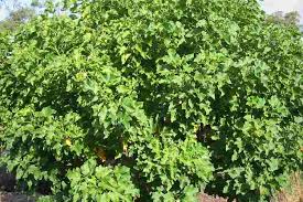 Image result for Jatropha scaposa