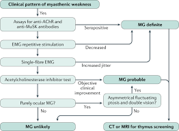 Myasthenia gravis (mg) is a chronic autoimmune disorder in which antibodies destroy the communication between nerves and muscle, resulting in weakness of the skeletal muscles. Myasthenia Gravis Nature Reviews Disease Primers