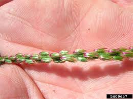 Image result for Achyranthes