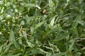 Image result for Persicaria decipiens