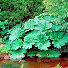 Image result for Gunnera