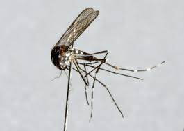 Naast de aziatische tijgermug, werden afgelopen jaar ook drie andere exotische steekmuggen gespot, waaronder aedes japonicus. Ziektenverspreidende Muggen Rukken Door Klimaatverandering Ook Op Naar Nederland De Volkskrant