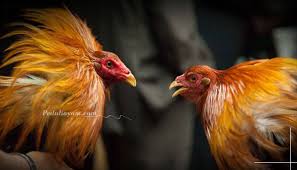 Karena taruhan sabung ayam di kenal legal disana, maka biasa di setiap pertandingan sabung ayam selalu ada para makelar judi di setiap arena tersebut. Langkah Menilai Kaki Ayam Filipina Yang Berkualitas Tinggi Peduliayam