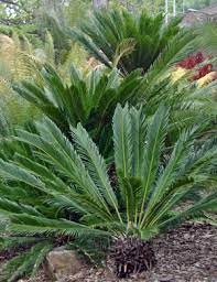 They reached dominance in the mesozoic, a time considered not only as 'the age of dinosaurs' but the 'age of cycads' as well. Cycads Wisconsin Horticulture