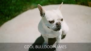 There are lots of ways for boys' names to be unique, from spelling to new creations, but here at nameberry we're often most inspired by those names which are. Ultimate List Of The Top 500 Bulldog Names Cute And Popular Puppy Name Ideas
