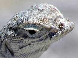 Image result for Dinebra caudata