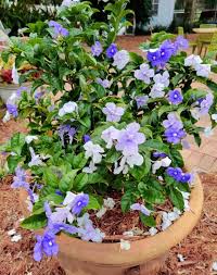 Image result for Pupalia grandiflora