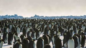 All the king penguin colonies in the south indian ocean suffered that year, but populations on nearby possession island quickly rebounded, counts there showed, so researchers assumed that the colony had rebounded on pig island as well, dr. Catastrophic Breeding Failures Have Obliterated A Large Emperor Penguin Colony