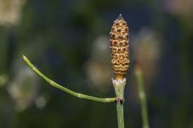 Image result for Equisetum ramosissimum