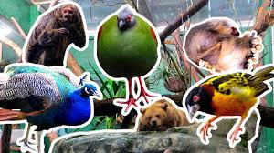 Asmr Zoo Visit Animal Ambience Sounds Korkeasaari Animals Art Zoo