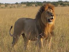 Image result for Oliverella rubroviridis