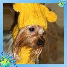 shapka dlya sobaki vykrojka 5 odezhda dlya sobak sobaki shapochka