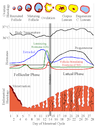 Menstrual Cycle Phases Of Menstrual Cycle And Menstrual