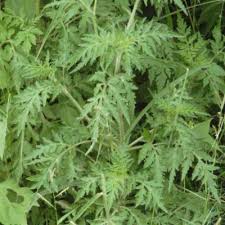 Image result for Cheilanthes schimperi