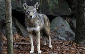What Is The Best Way To Save Endangered Red Wolves