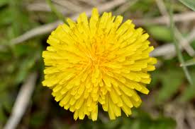 Image result for Taraxacum sp.