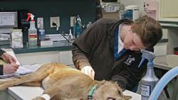 Hopkins k d, marcella k l & strecker a e (1990) ivermectin toxicosis in a dog. Ivermectin Toxicosis In Dogs Clinician S Brief