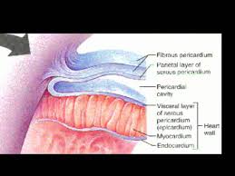 Layers Of The Heart And Pericardium Youtube