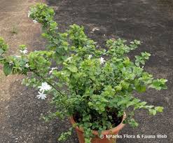 Image result for Jasminum multiflorum