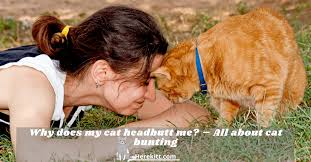 In most cases, it is to show affection and mark you as. Why Does My Cat Headbutt Me All About Cat Bunting Herekitt Com