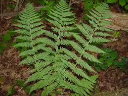 You can use them as specimen plants or as companions for other. Dryopteris Marginalis Marginal Wood Fern Go Botany