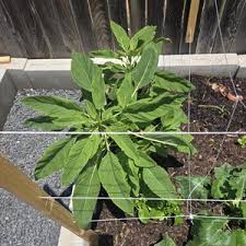 Image result for Usteria guineensis