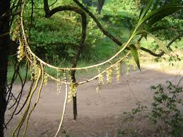 Image result for Tridactyle tridactylites