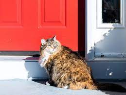 Maybe you would like to learn more about one of these? How To Keep Stray Cats Off Your Porch Try These Options Sunshine Play