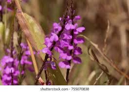 Image result for Striga aspera