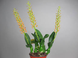 Image result for Liparis harketii